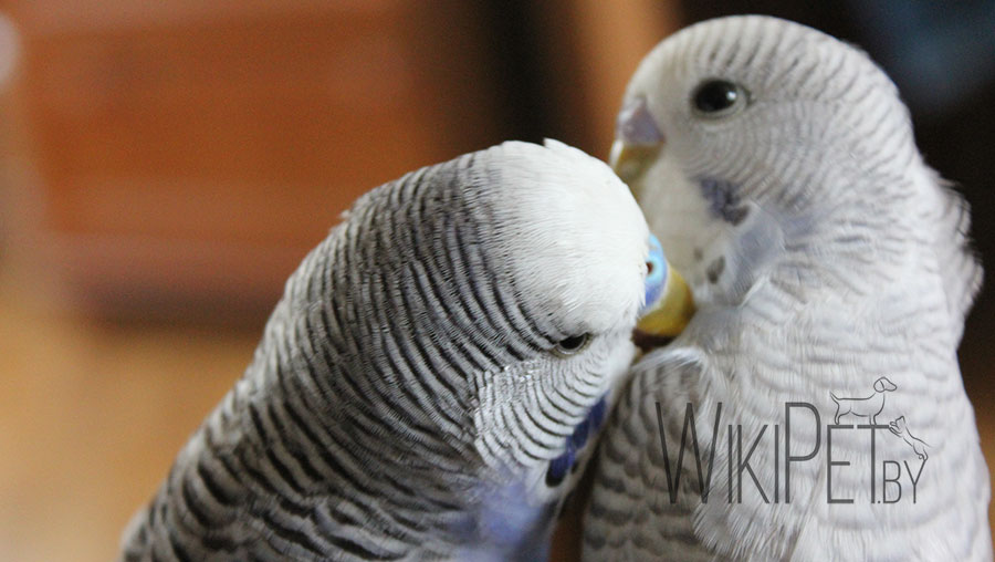 волнистые попугайчики целуются