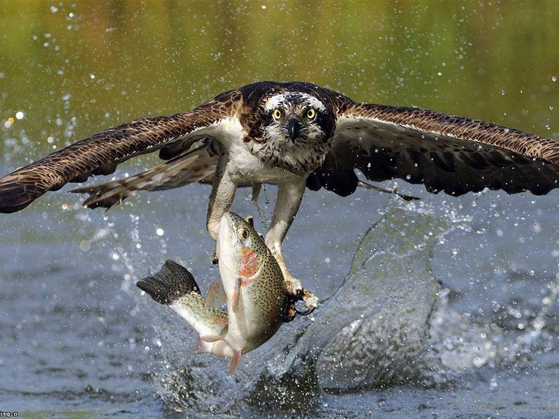 Птица ловит рыбу