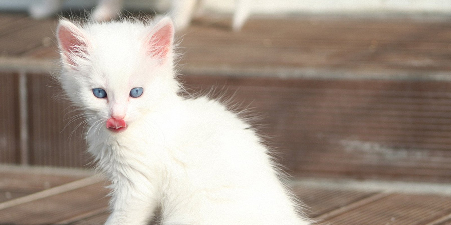 Котенок ангорской кошки фото