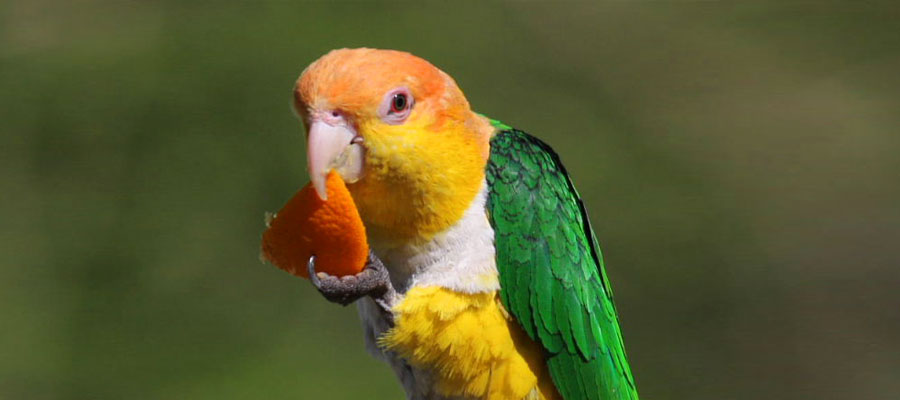 белобрюхий попугай ест апельсин