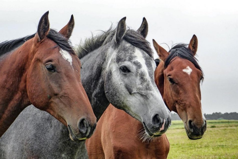 Лошади в табуне фото