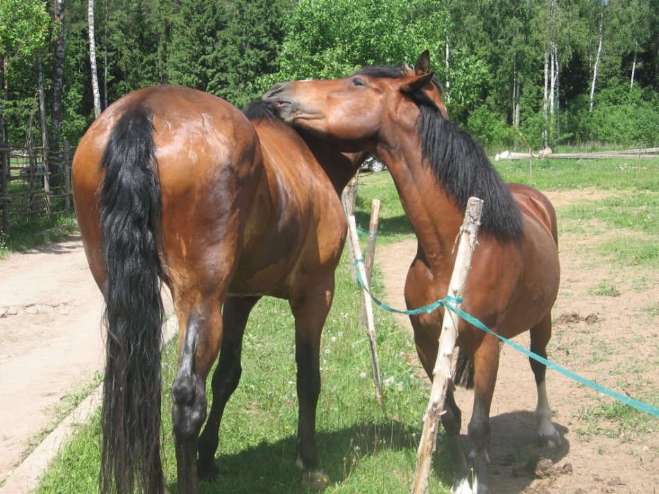 Лошади чешут друг друга
