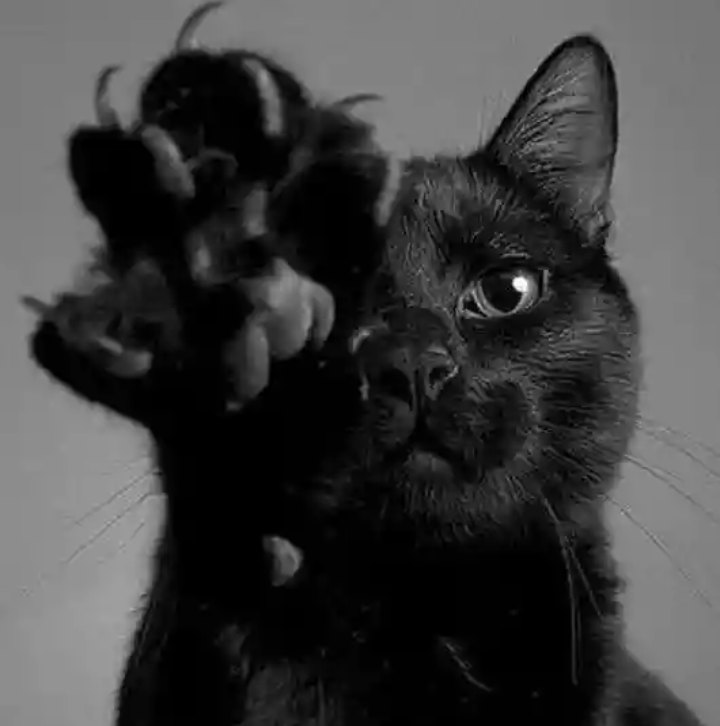 Черный кот машет лапой