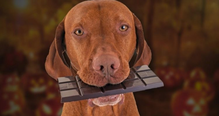 Собака съела шоколад: чем это грозит и что делать?