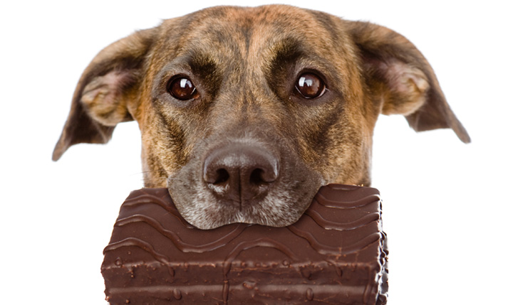 Собака ест шоколад фото