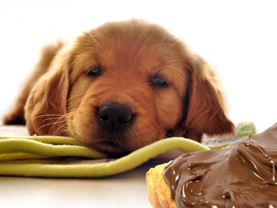 Отравление шоколадом у собак фото
