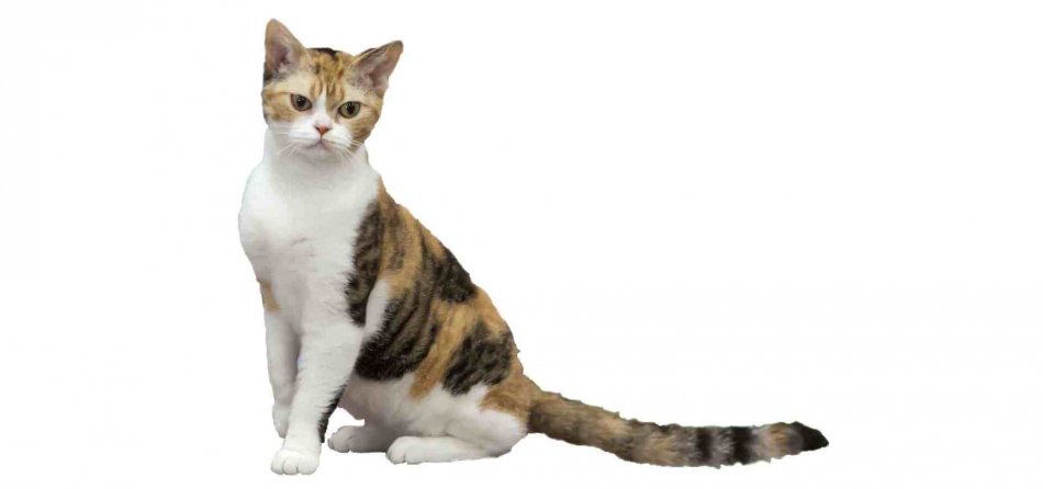 Американская жесткошерстная кошка фото