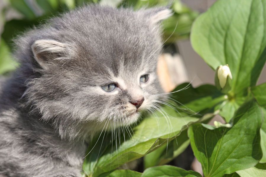 Ядовитые растения для кошек фото