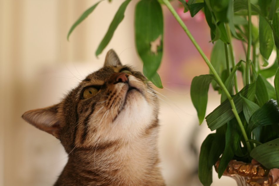 Ядовитые комнатные растения для кошек фото
