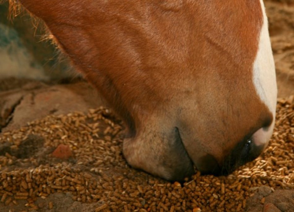 Лошадь ест гранулы фото