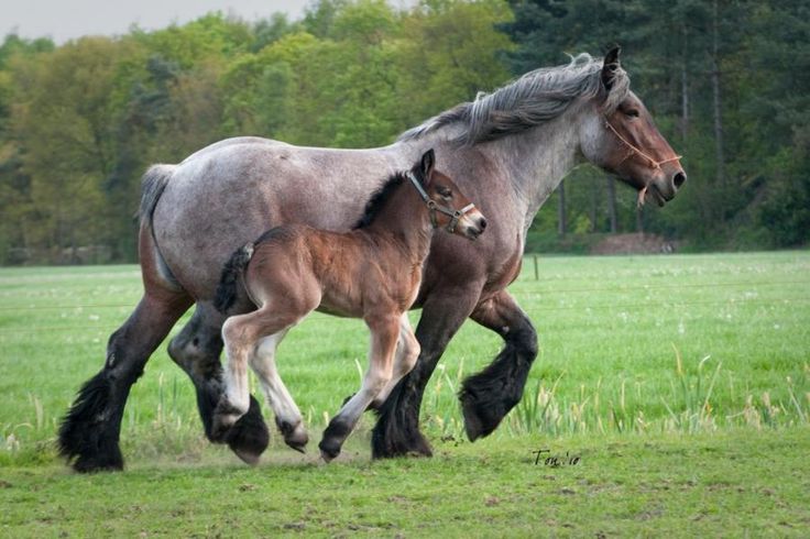 Лошадь породы брабансон с жеребенком фото
