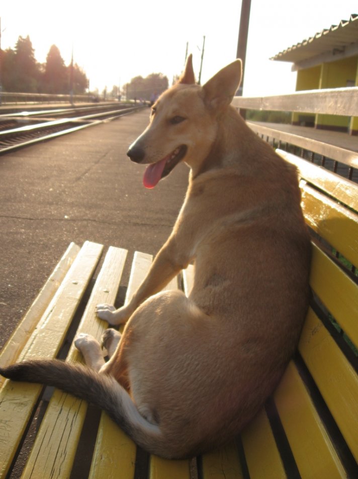 Собака на вокзале фото