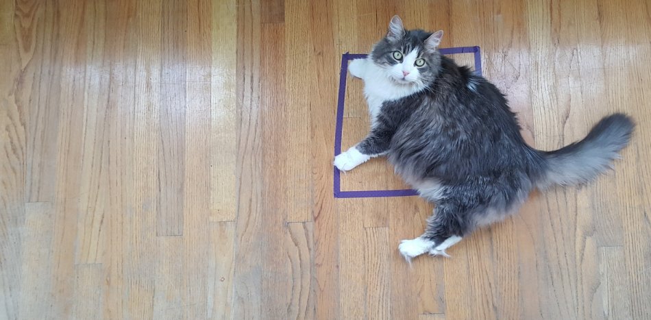Кот в квадрате на полу фото