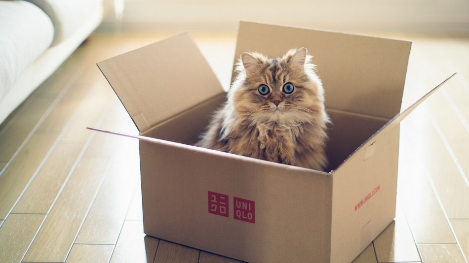 Котенок в коробке фото