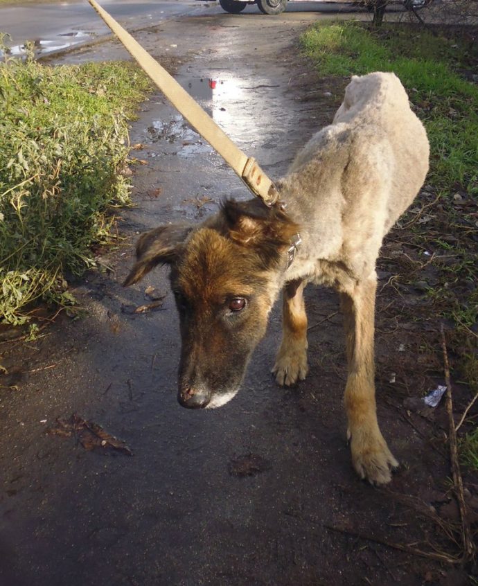 собака,пес,бездомное животное,требуется помощь,брошенное животное