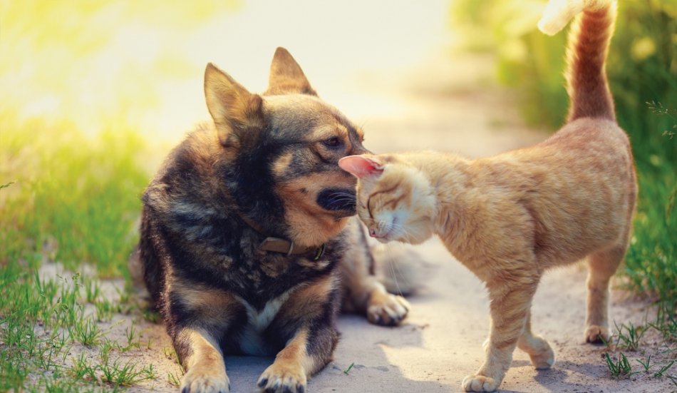 Собаки и кошки защитят от аллергии фото