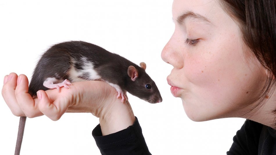 Ребенок целует крысу фото