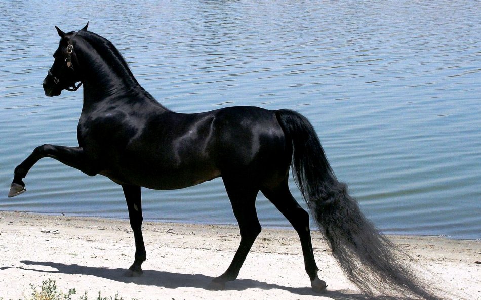 Лошадь вороной масти фото