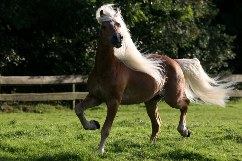 Лошадь игреневой масти фото