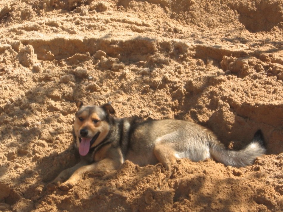 Собака на песке фото