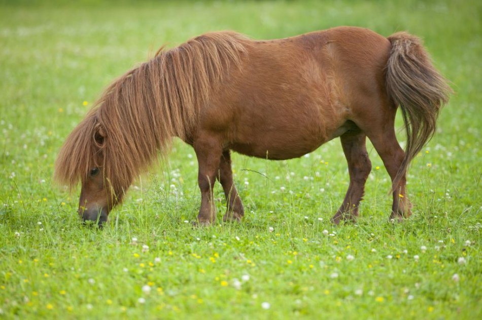 Шетлендский пони пасется фото