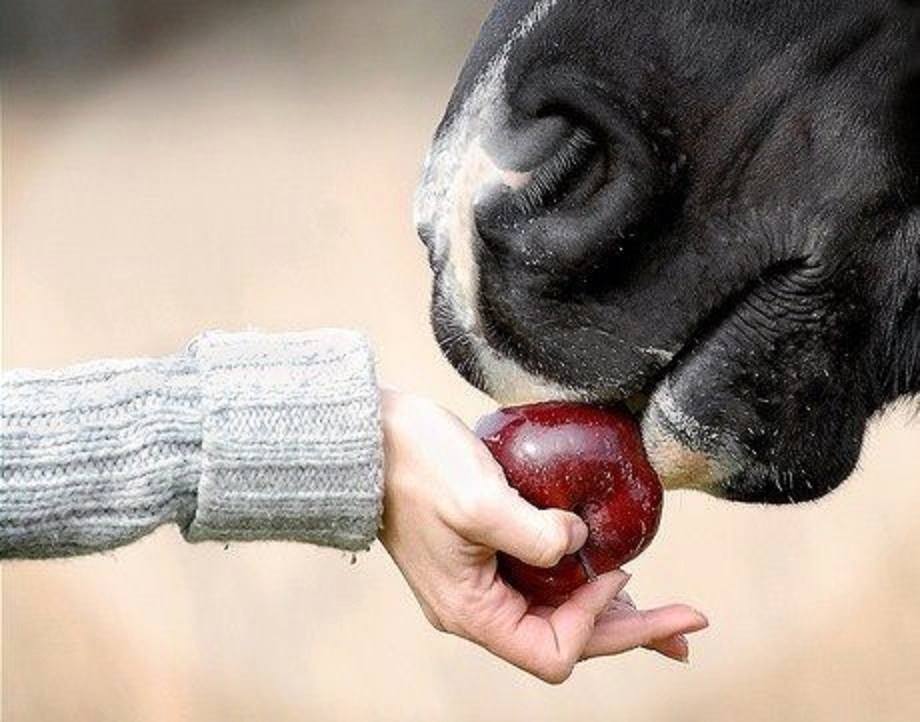 Лошадь ест яблоко фото