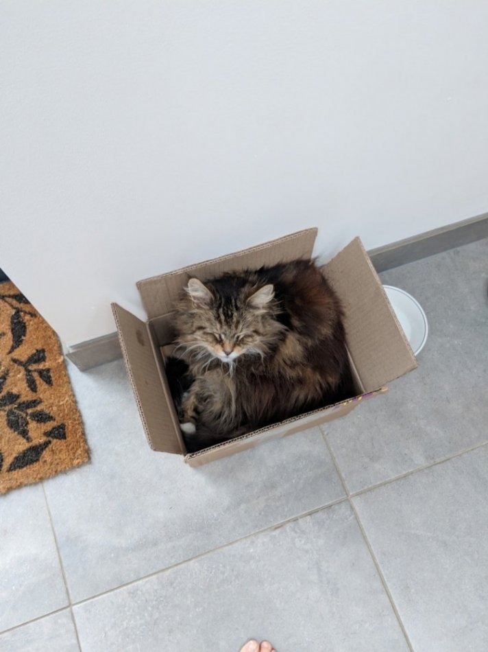 кот,кошка,питомец.домашнее животное,коробка