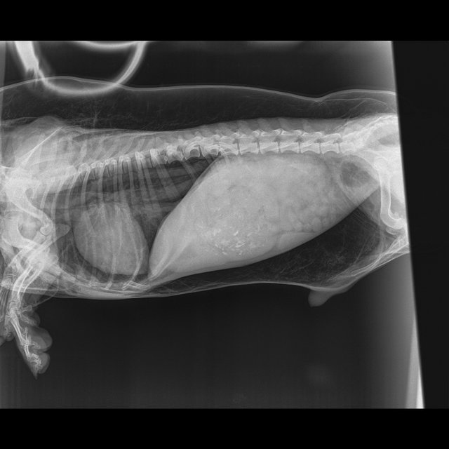 собака,пес,рентген,внутренние органы