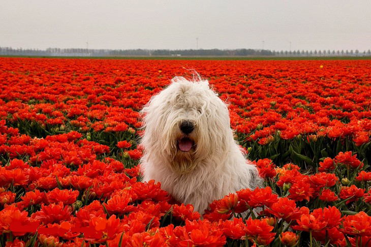 собака, защита, нидерланды, домашнее животное, дикое животное