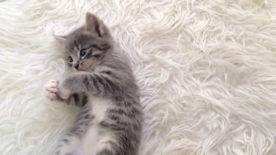 Серо-полосатый котенок на ковре фото