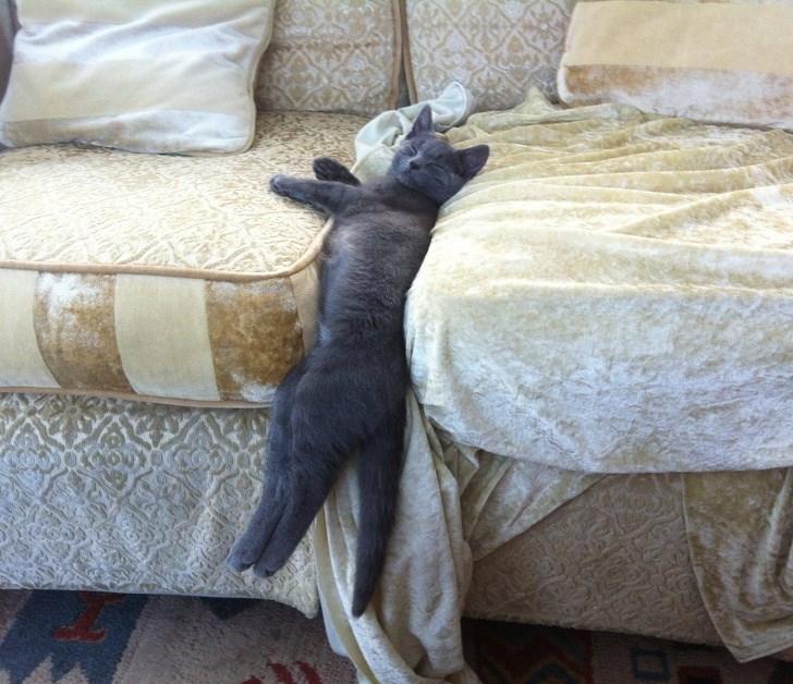 кот спит в необычной позе