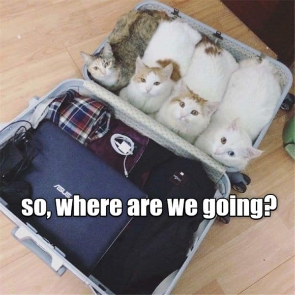 коты в чемодане