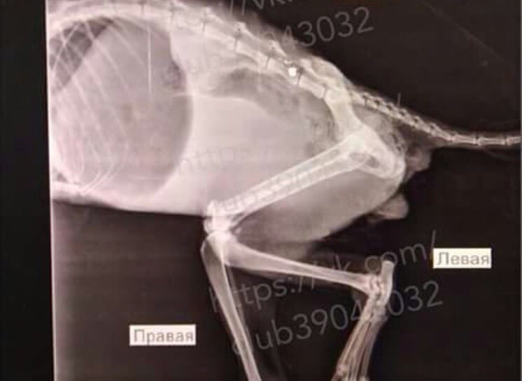 рентген кошки, позвоночник кошки
