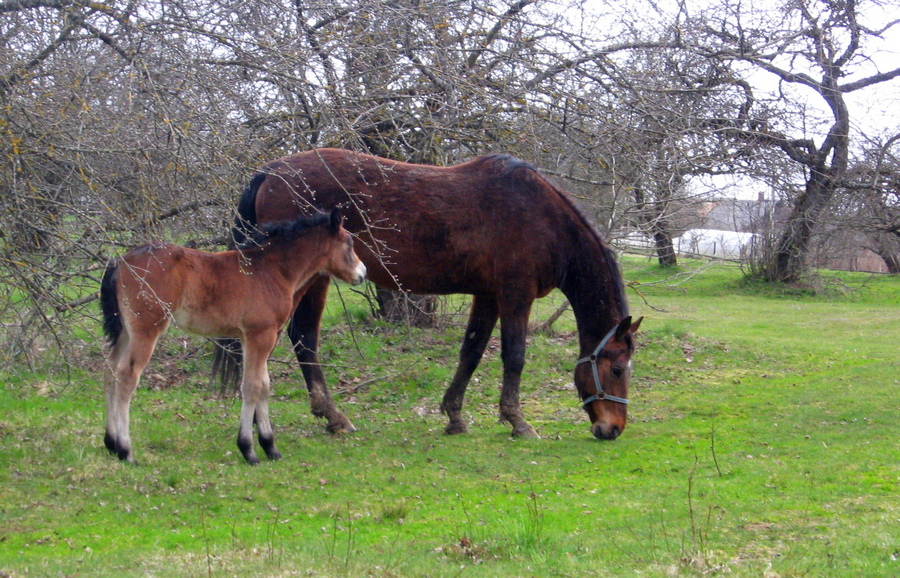 Лошадь и жеребенок фото