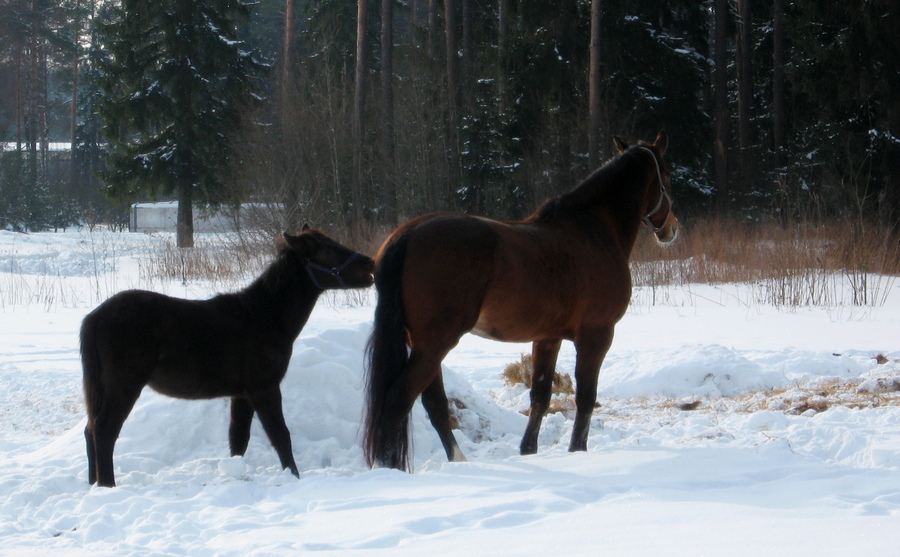 Лошадь и жеребенок фото