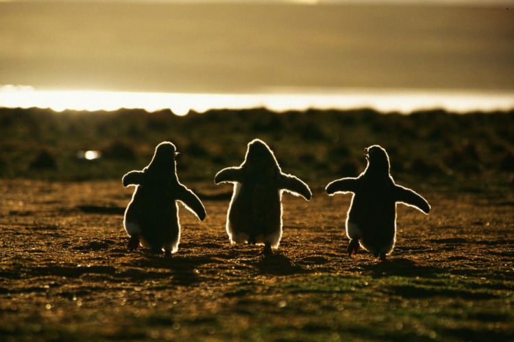 пингвинята