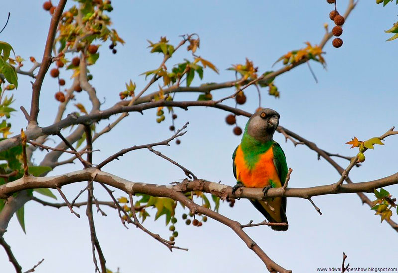 Сенегальский попугай (Poicephalus senegalus)