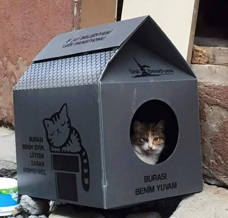 теплые домики для бездомных кошек в турции