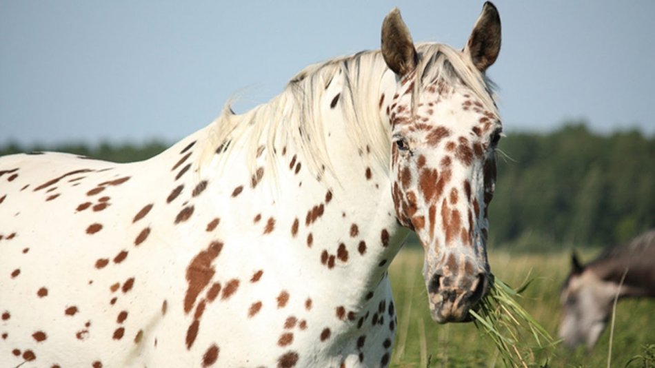 Лошадь породы аппалуза фото