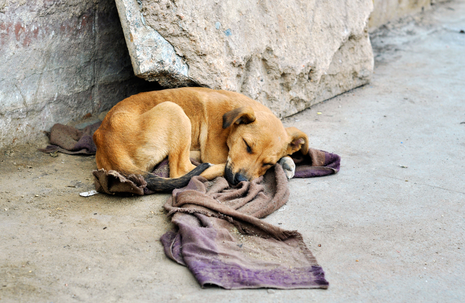 бездомная собака