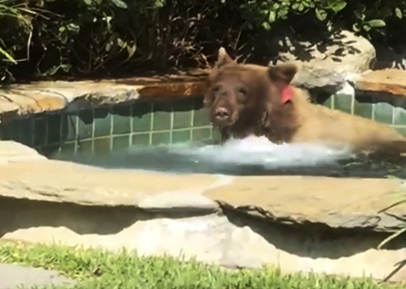медведь,дикое животное,бассейн
