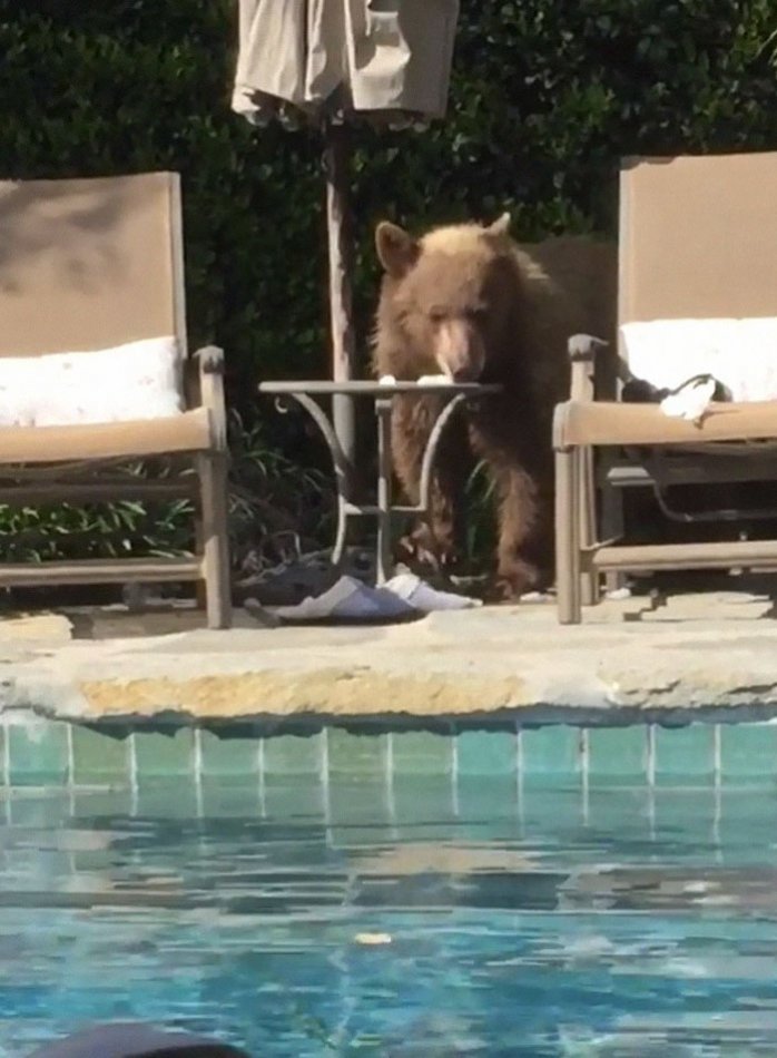 медведь,домашнее животное,бассейн