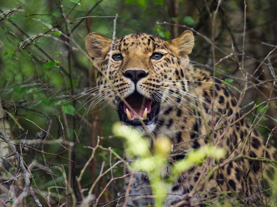 леопард,фото,дикое животное