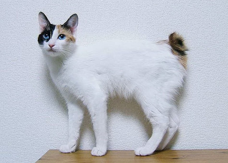 Кошка породы бобтейл фото