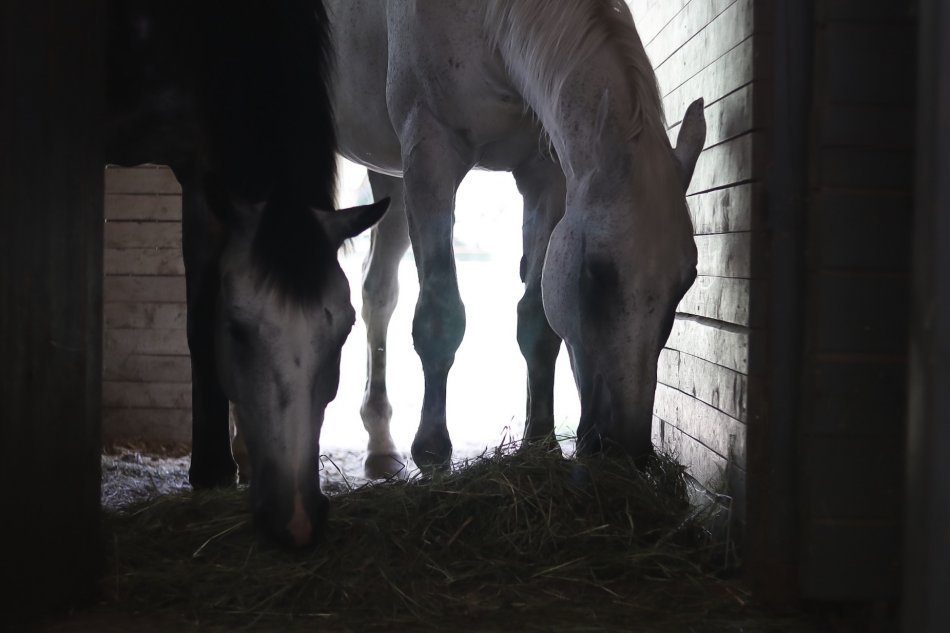 Лошади в конюшне едят сено фото
