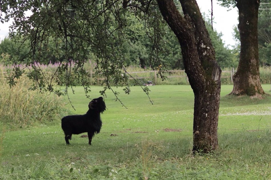 Черный камерунский козел фото