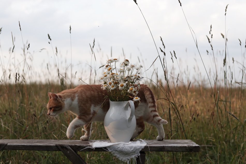Кошка и ваза с цветами фото