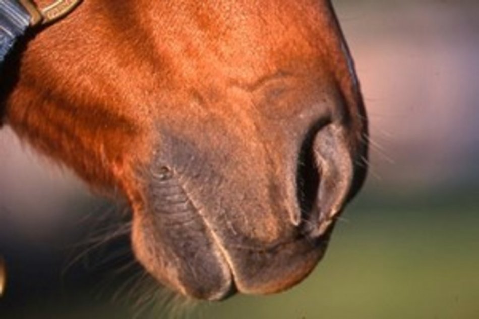 Нос и губы лошади фото
