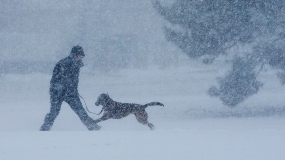 Человек и собака гуляют в метель фото