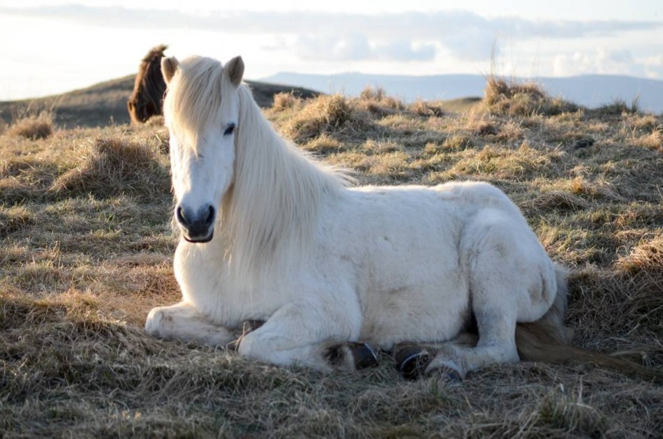 Исландская лошадь лежит на сене фото